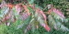 Rhus Typhina 100 Seeds, Staghorn Sumac Cold Hardy Native Shrub Tree