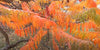 Rhus Typhina 100 Seeds, Staghorn Sumac Cold Hardy Native Shrub Tree