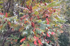 Rhus Typhina 100 Seeds, Staghorn Sumac Cold Hardy Native Shrub Tree