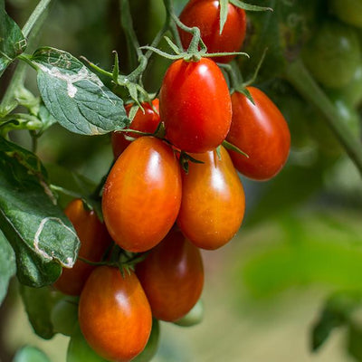 Roma Tomato Seeds, Garden Vegetables
