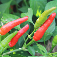 Rooster Spur Pepper Seeds, Garden Vegetables