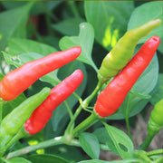 Rooster Spur Pepper Seeds, Garden Vegetables