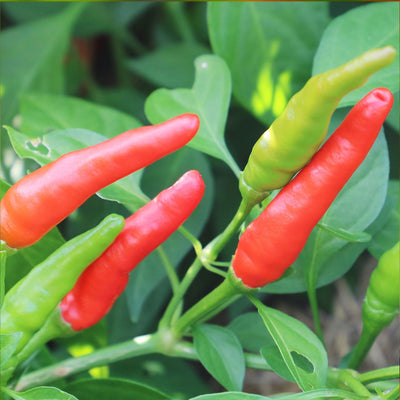 Rooster Spur Pepper Seeds, Garden Vegetables