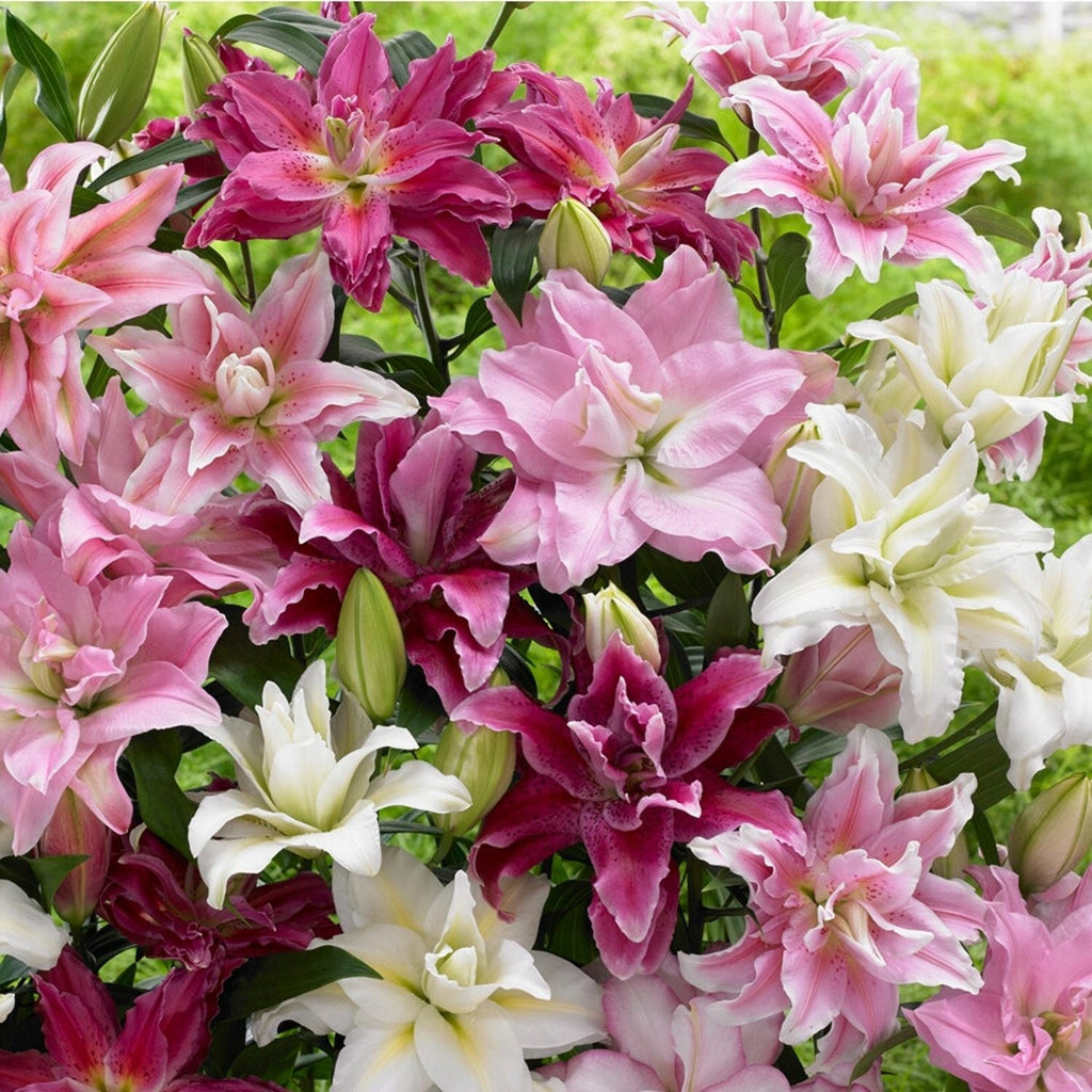 Lilium 12 Bulbs - Oriental Roselily Mix 