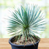 Yucca Rostrata Succulent Plant