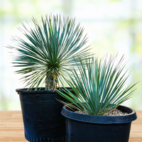 Yucca Rostrata Succulent Plant