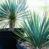 Yucca Rostrata Succulent Plant