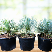 Yucca Rostrata Succulent Plant