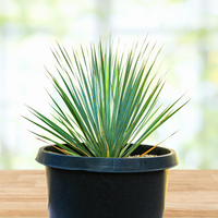 Yucca Rostrata Succulent Plant