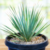 Yucca Rostrata Succulent Plant