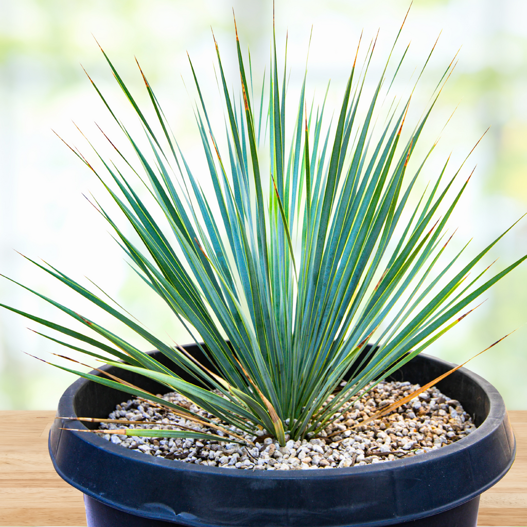 are yuccas succulents Yucca Rostrata Succulent Plant