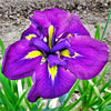 Japanese Iris 1  Rhizome- Royal Robes By Easy To Grow Bulbs