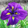 Japanese Iris 5 Rhizomes - Zen Garden Mix By Easy To Grow Bulbs