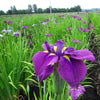 Japanese Iris 1  Rhizome- Royal Robes By Easy To Grow Bulbs