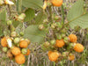 Rubus Ellipticus 30 Seeds, Golden Himalayan Raspberry Fruit Bush Shrub, Ainselu