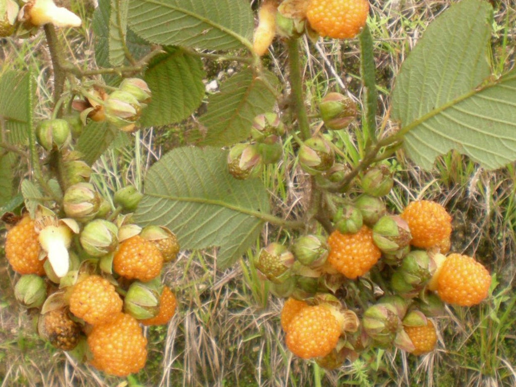 Rubus Ellipticus 30 Seeds, Golden Himalayan Raspberry Fruit Bush Shrub ...