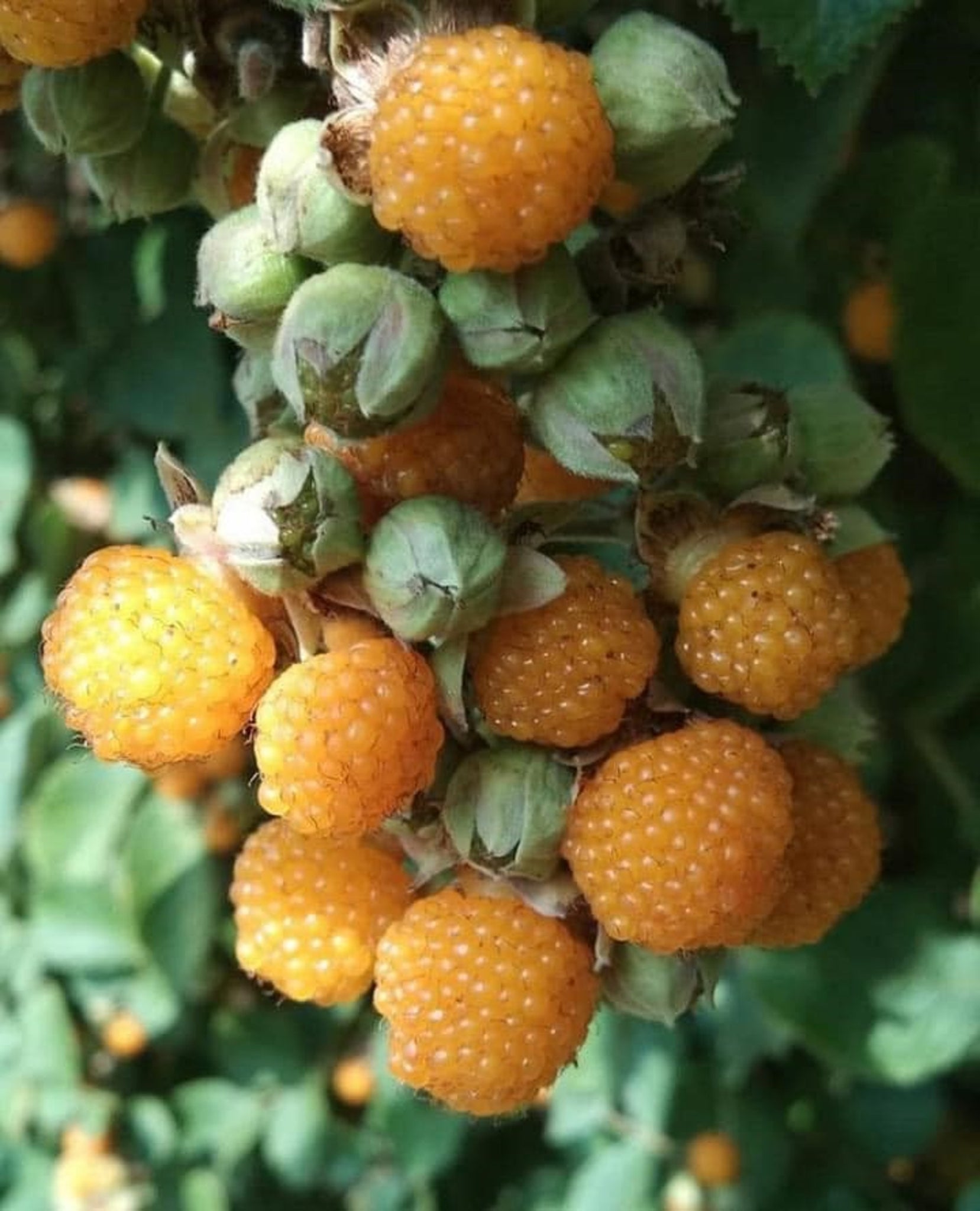 Rubus Ellipticus 30 Seeds, Golden Himalayan Raspberry Fruit Bush Shrub ...