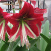 Amaryllis - Ruby Star By Easy To Grow Bulbs