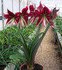 Amaryllis - Ruby Star By Easy To Grow Bulbs