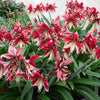 Amaryllis - Ruby Star By Easy To Grow Bulbs