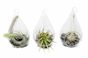 Set of 3 Funky Teardrop Terrariums With Flat Bottoms And Air Plants