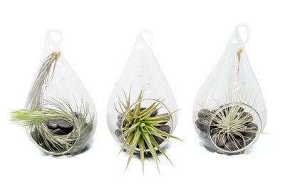 Set of 3 Funky Teardrop Terrariums With Flat Bottoms And Air Plants