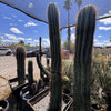 Echinopsis Terscheckii, South American Saguaro Cactus Plant