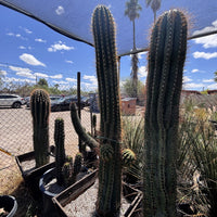 Echinopsis Terscheckii, South American Saguaro Cactus Plant
