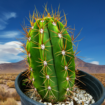 Echinopsis Terscheckii, South American Saguaro Cactus Plant