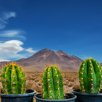 Echinopsis Terscheckii, South American Saguaro Cactus Plant