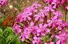 Silene Armeria 1000+ Seeds, Garden Catchfly Flowers, None So Pretty