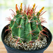 Southwest Barrel Cactus Plant