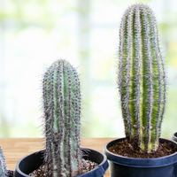 Carnegia Gigantea, Saguaro Cactus Plant