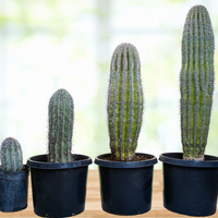 Carnegia Gigantea, Saguaro Cactus Plant