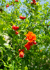 Punica granatum, Russian Pomegranate 'Salavatski' Fruit Tree - Live Plant