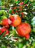 Punica granatum, Russian Pomegranate 'Salavatski' Fruit Tree - Live Plant