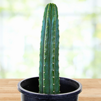 Trichocereus Pachanoi, San Pedro Cactus Plant