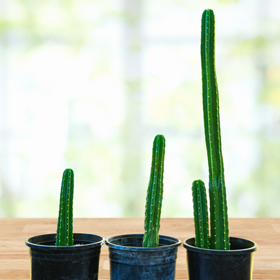 Trichocereus Pachanoi, San Pedro Cactus Plant
