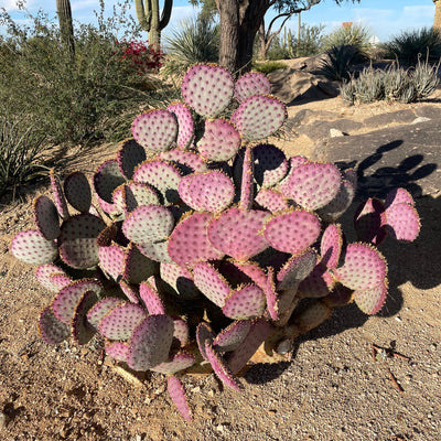 Santa Rita Prickly Pear Cactus Plant