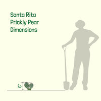 Santa Rita Prickly Pear Cactus Plant