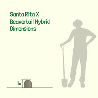 Santa Rita x Beavertail Hybrid Cactus Plant