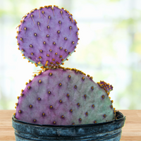 Santa Rita Prickly Pear Cactus Plant