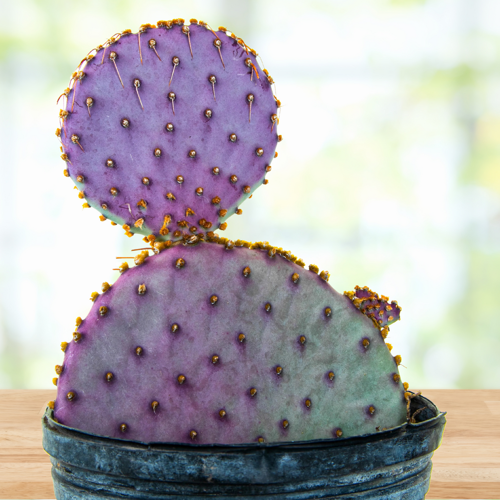 Santa Rita Prickly Pear Cactus Plant