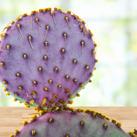 Santa Rita Prickly Pear Cactus Plant