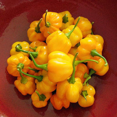 Yellow Scotch Bonnet Pepper Seeds, Spicy Caribbean Kick Garden Vegetables