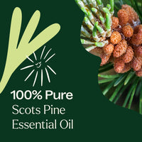 Scots Pine Essential Oil By Plant Therapy
