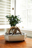 Universal Bonsai Soil Mix By Bonsai Supply