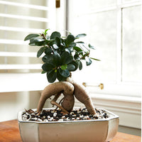 Universal Bonsai Soil Mix By Bonsai Supply