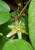 Passiflora Suberosa Vine, Corky Stem Edible Passion Fruit - Live Plant