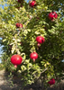 Punica granatum, Pomegranate 'Afganski' Fruit Tree - Live Plant